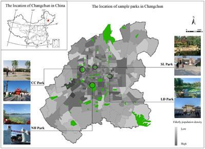 Construction of the “Full Path” of restorative effects on older adults’ mental health in parks under seasonal differences: taking Changchun as an example